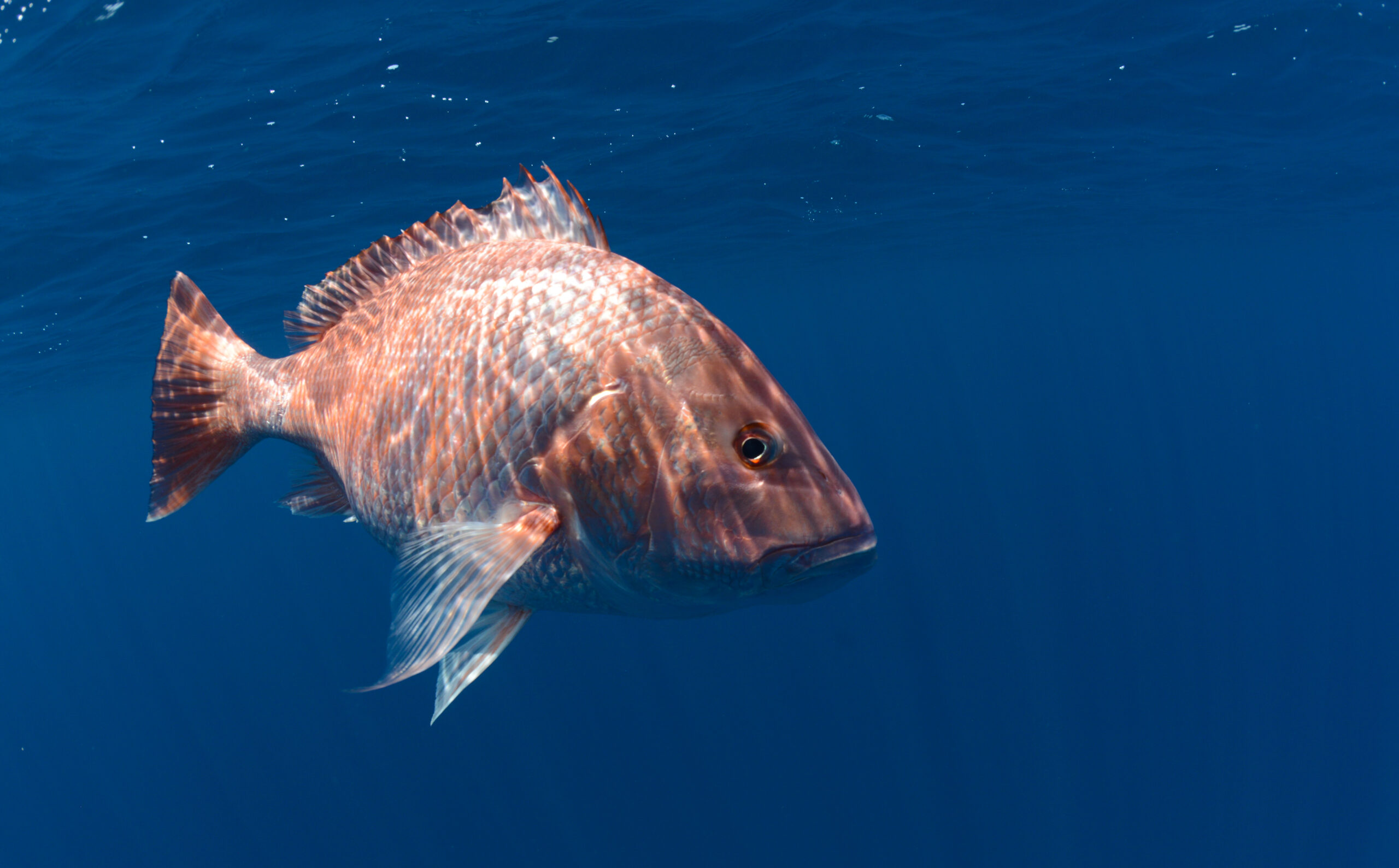 Red Snapper season FAIL