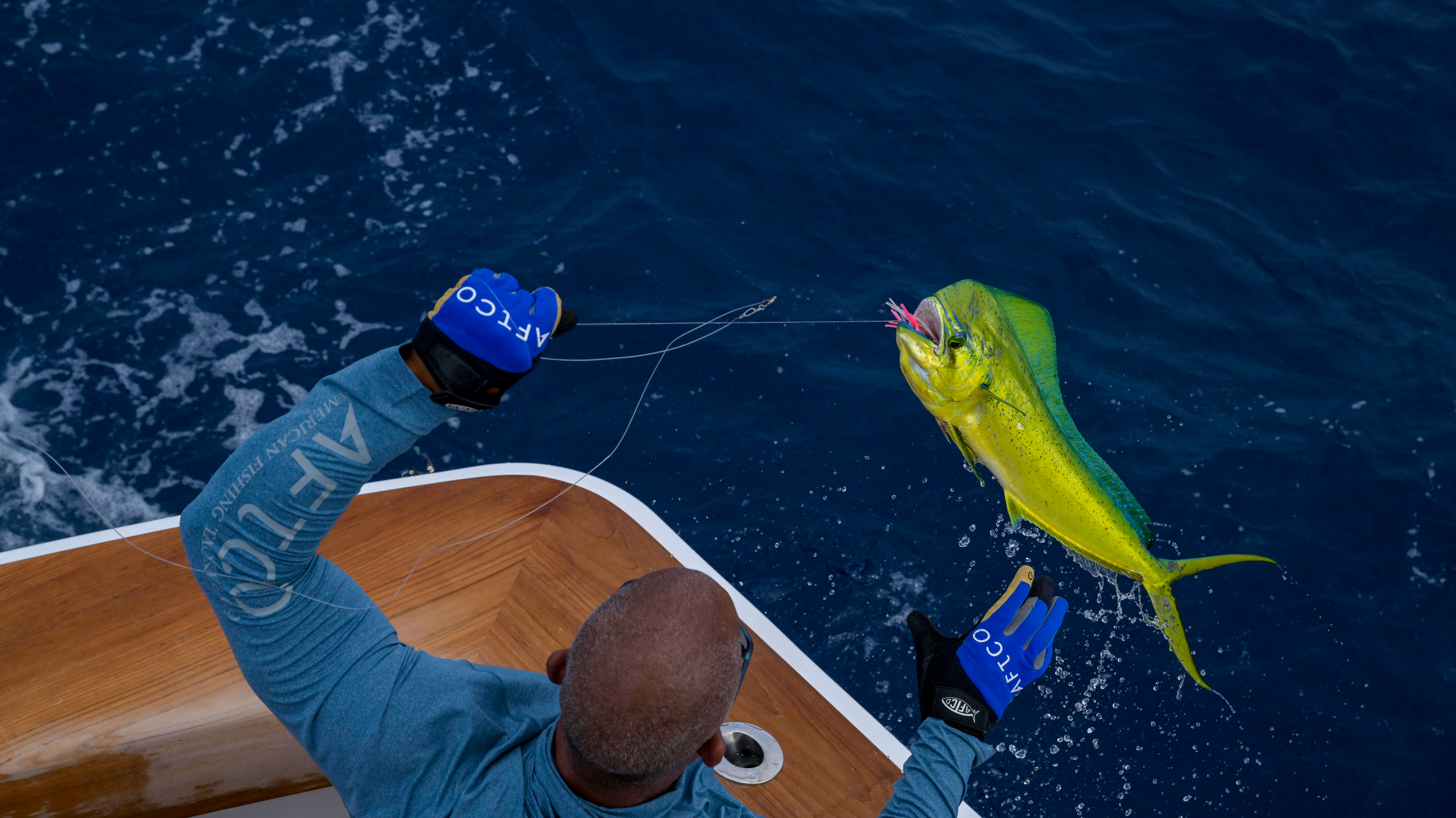 catching mahi