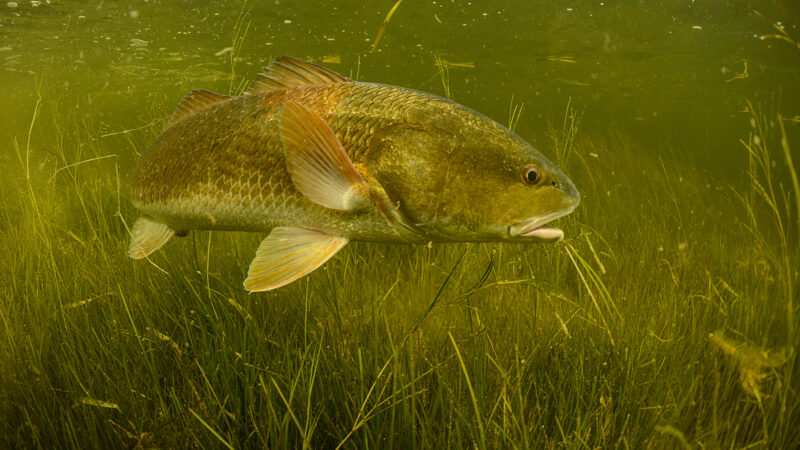 Red Drum Research in South Carolina