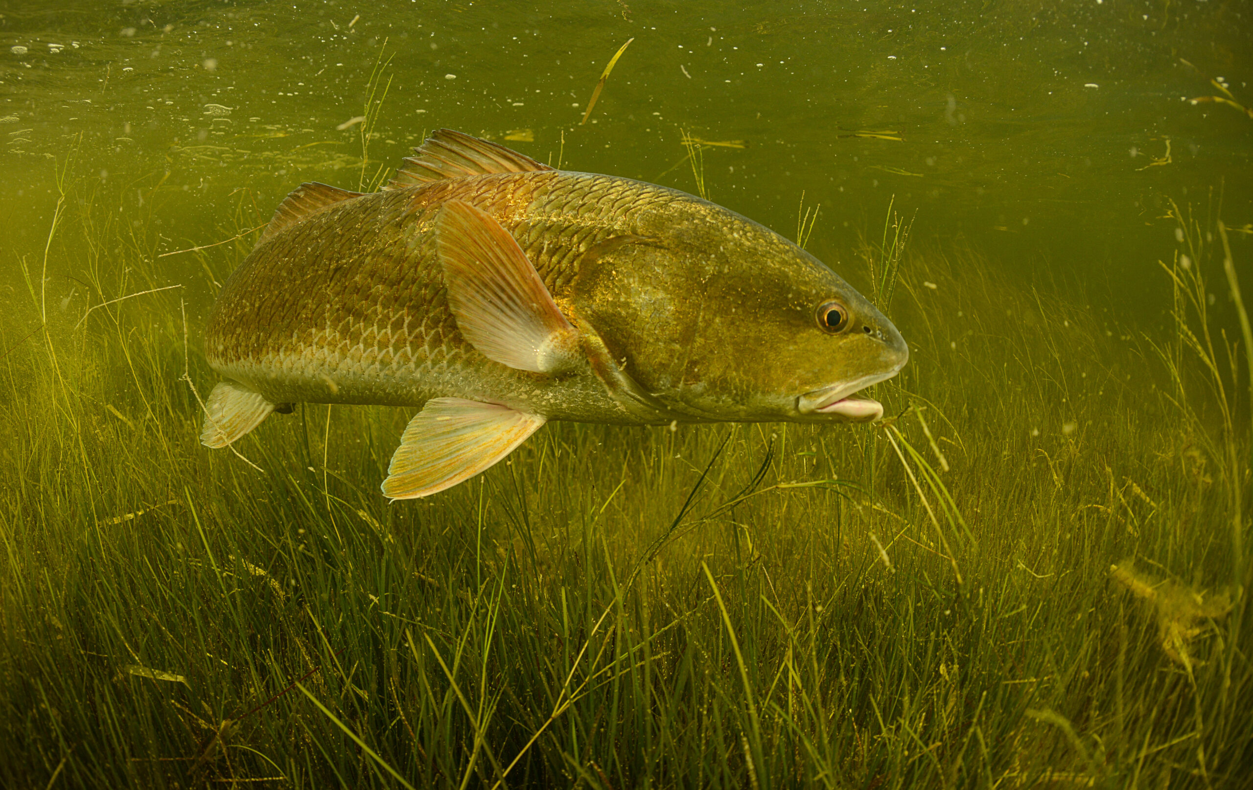 Advancing Red Drum Research in South Carolina