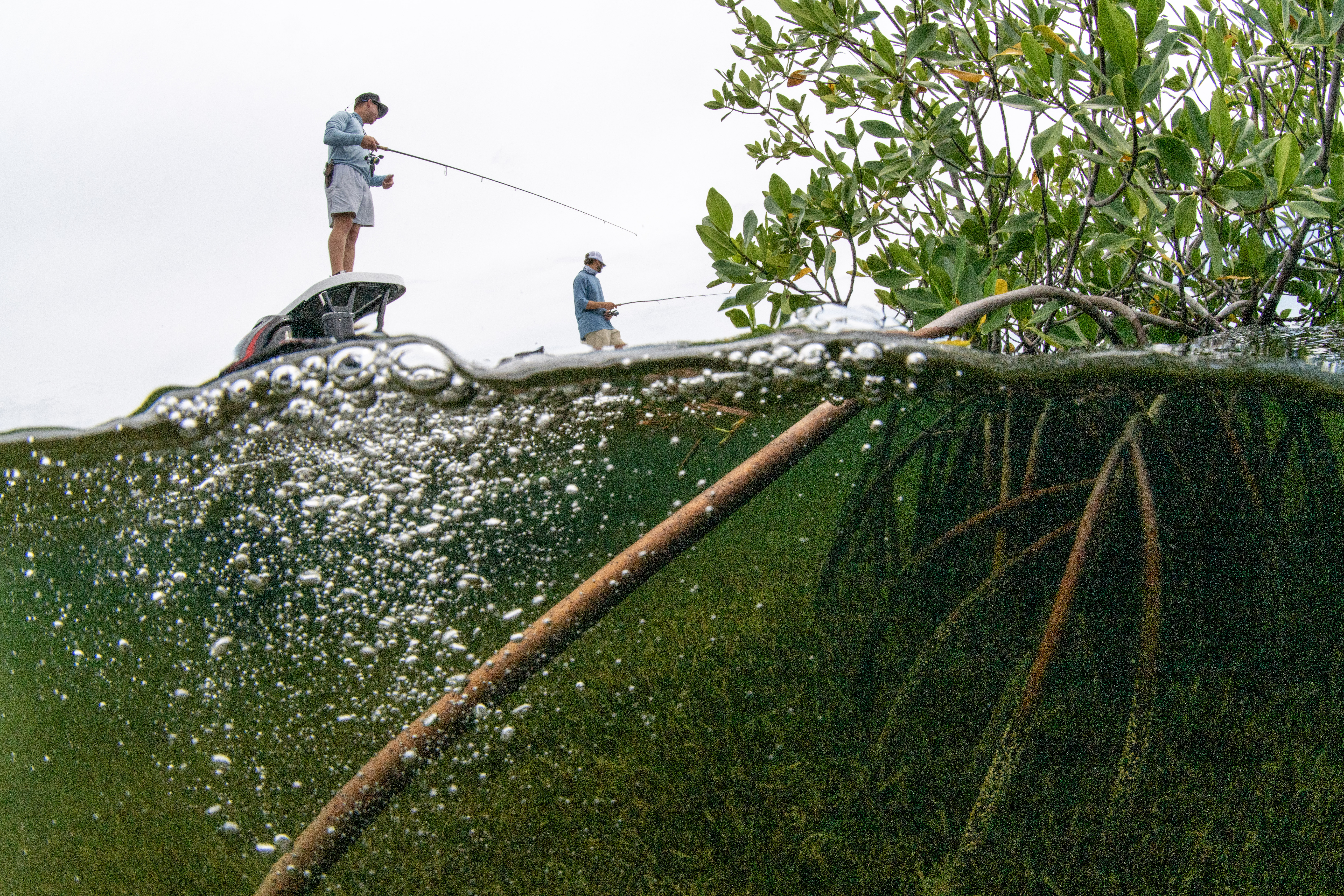 Florida Restoration Project Strengthens Coastal Resilience with Mangrove Planting