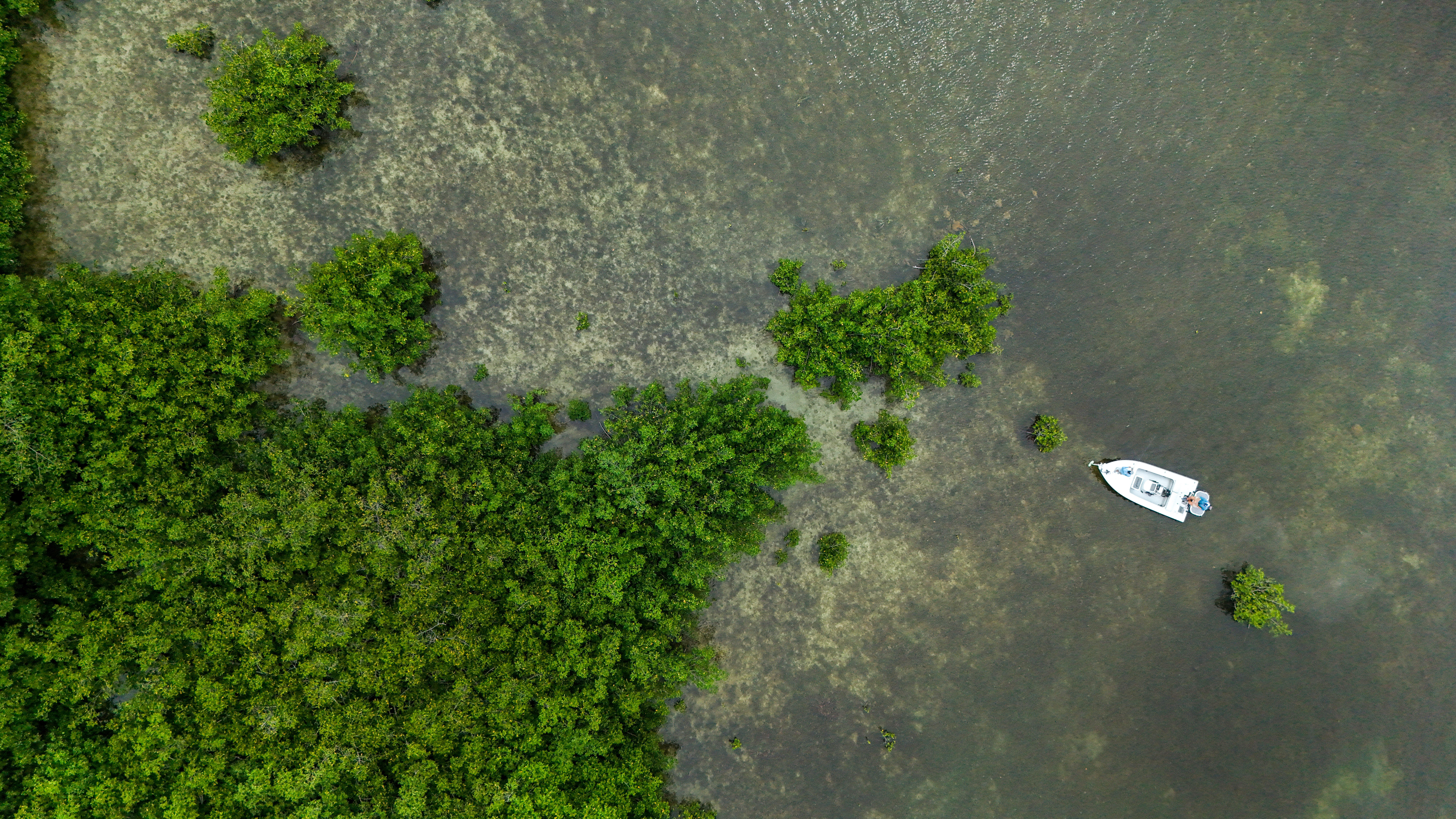 Florida Restoration Project Strengthens Coastal Resilience with Mangrove Planting