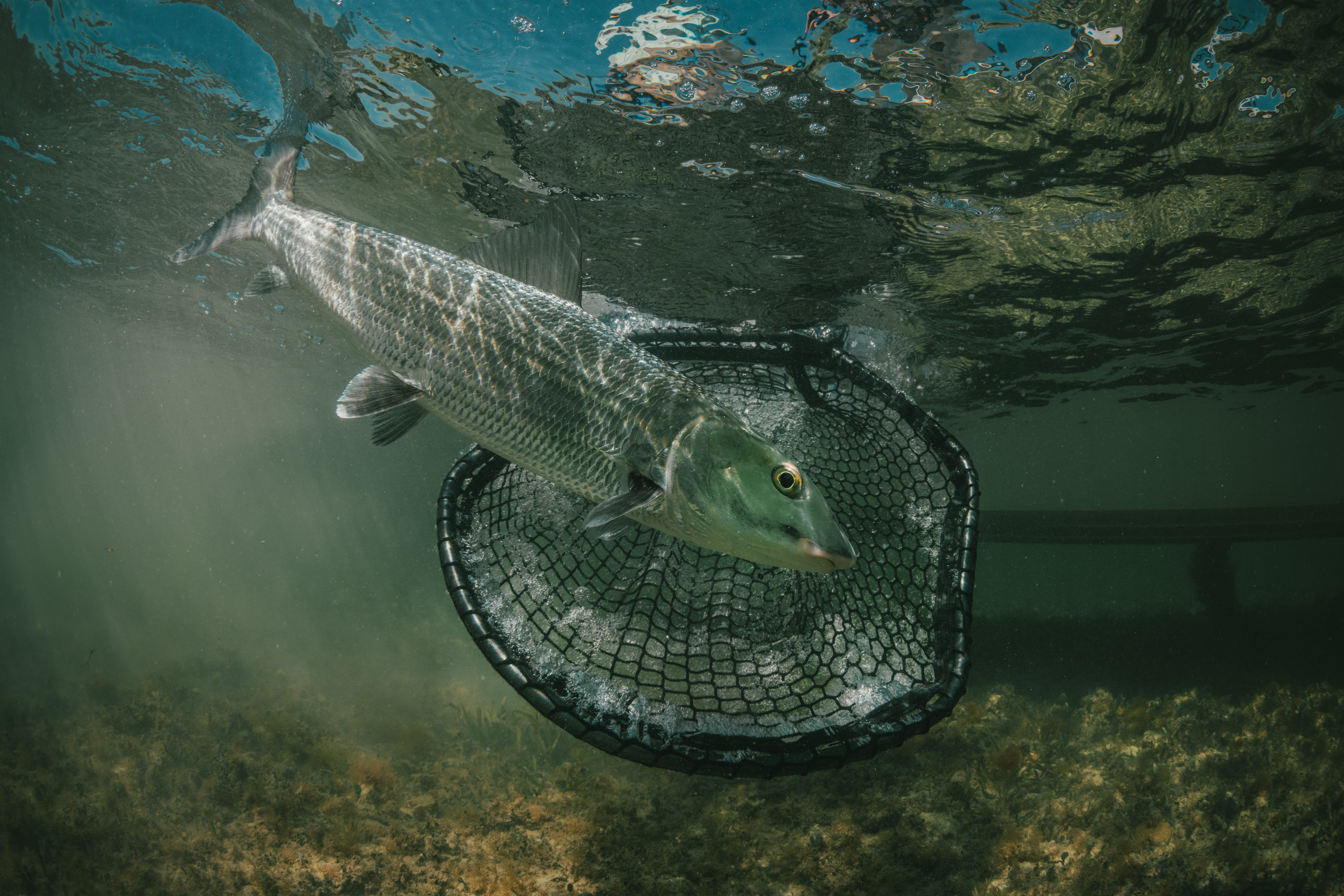 AFTCO Titan Landing Net