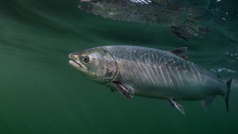 Hatcheries Remain a Top Priority for CCA Oregon
