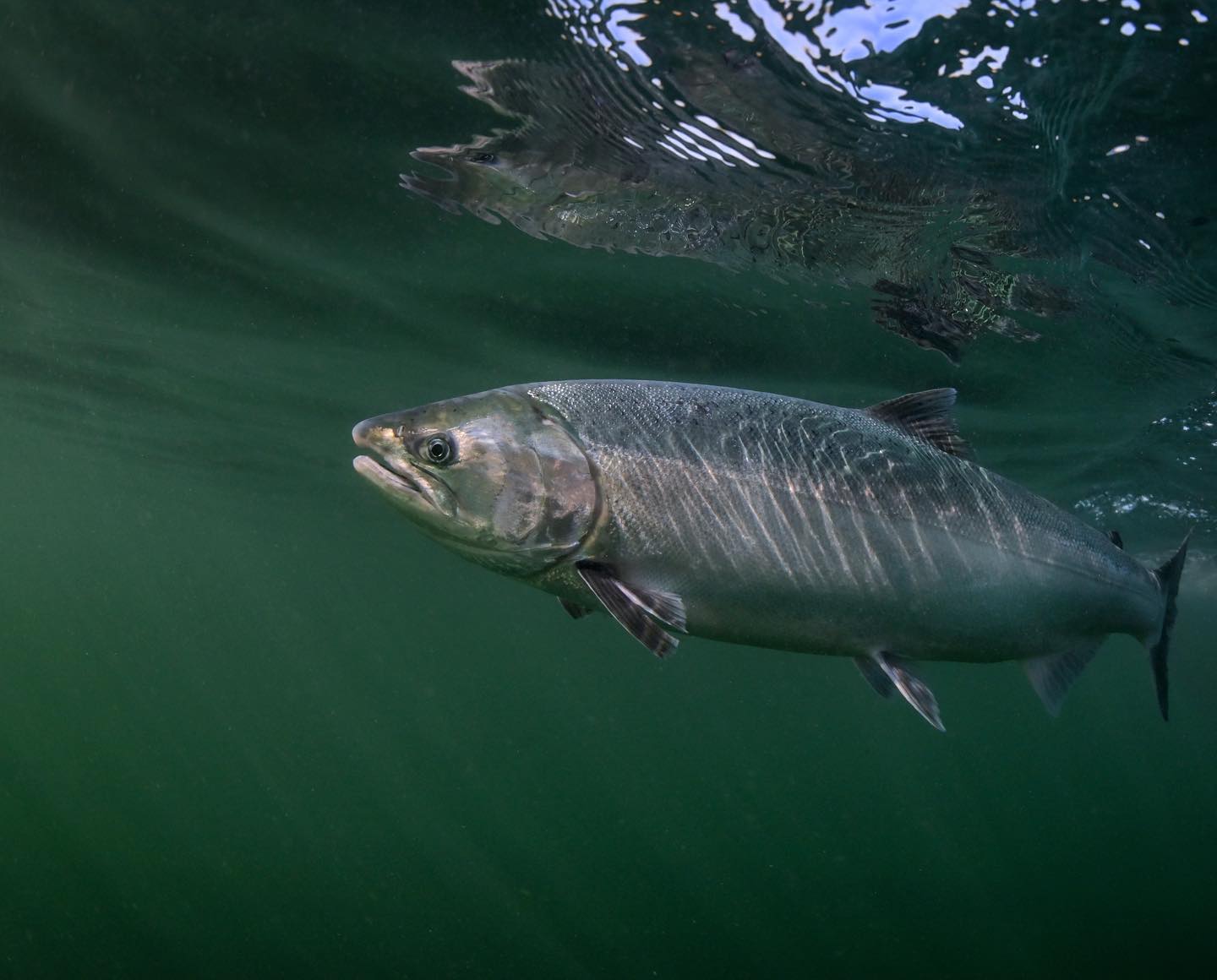 Hatcheries Remain a Top Priority for CCA Oregon