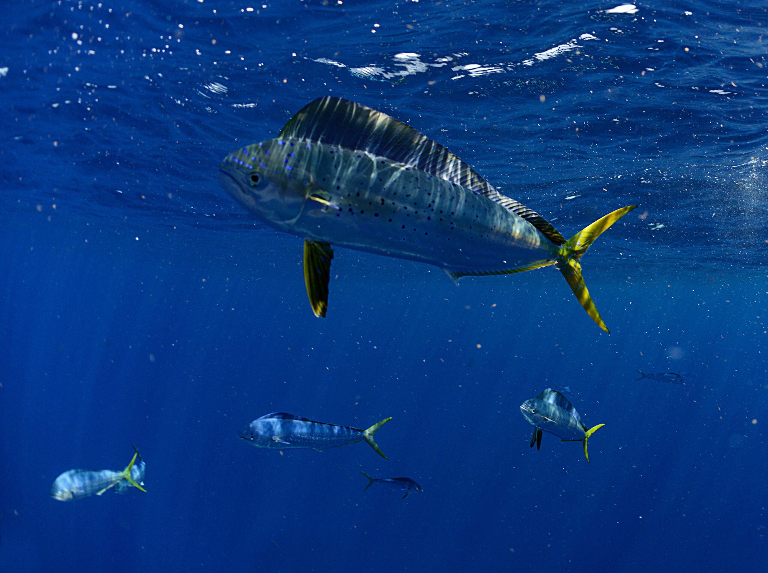 Dolphin Days: The Hunt for South Florida’s Mahi Mania