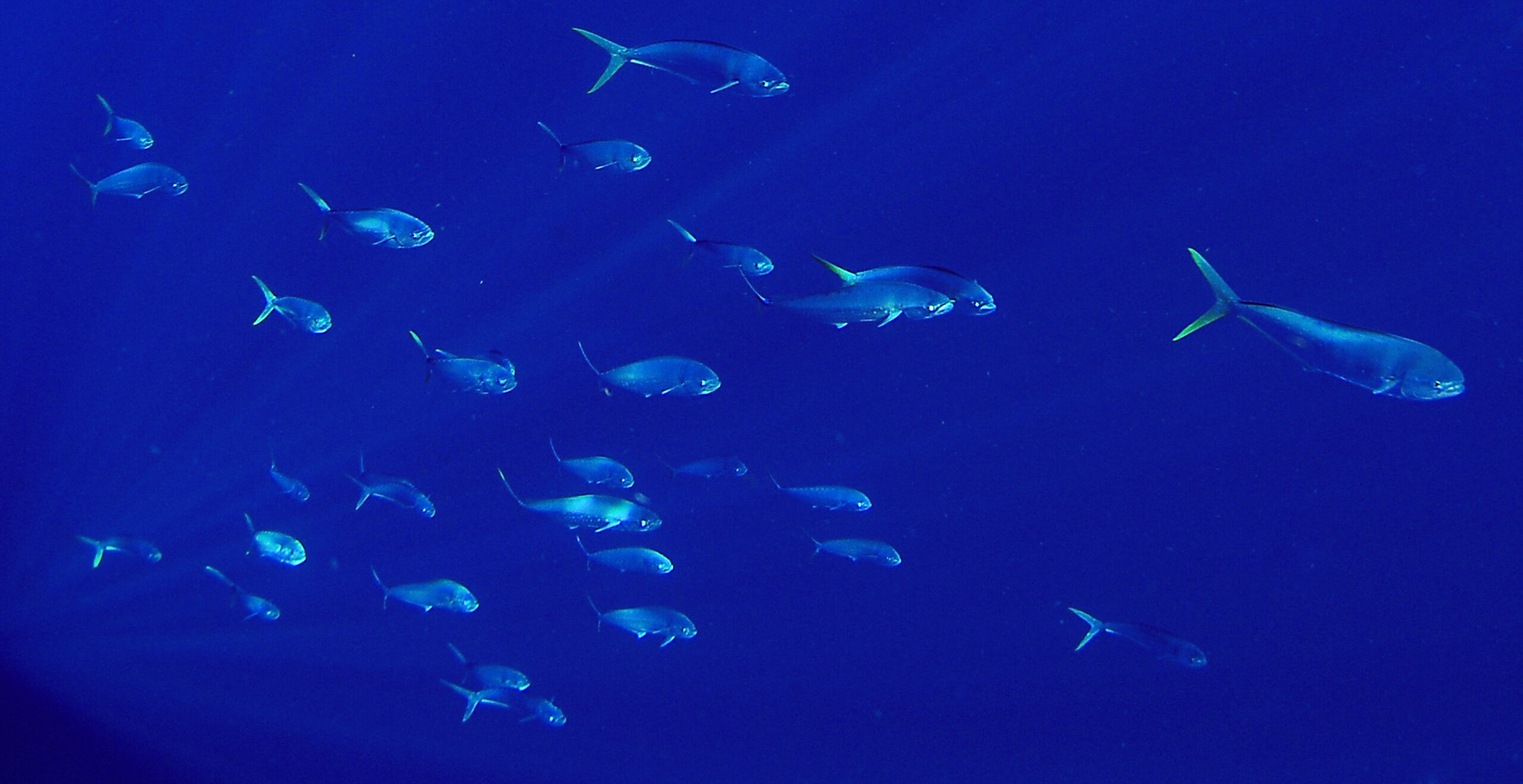Dolphin Days: The Hunt for South Florida’s Mahi Mania