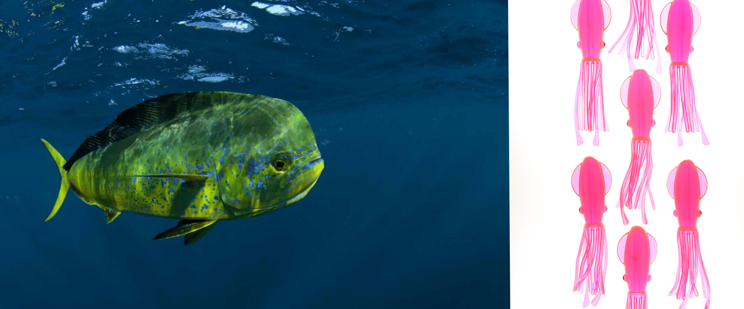 Dolphin Days: The Hunt for South Florida’s Mahi Mania