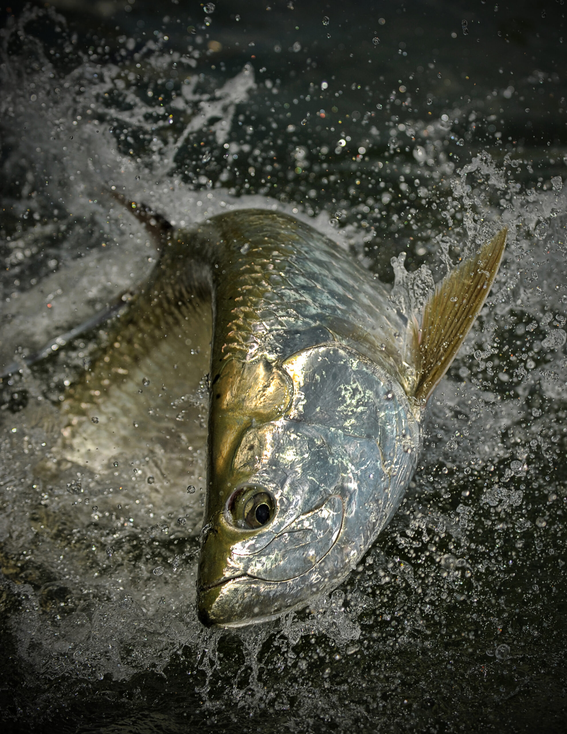 Silver Kings on the Move: Florida’s Spring & Summer Tarpon Migration