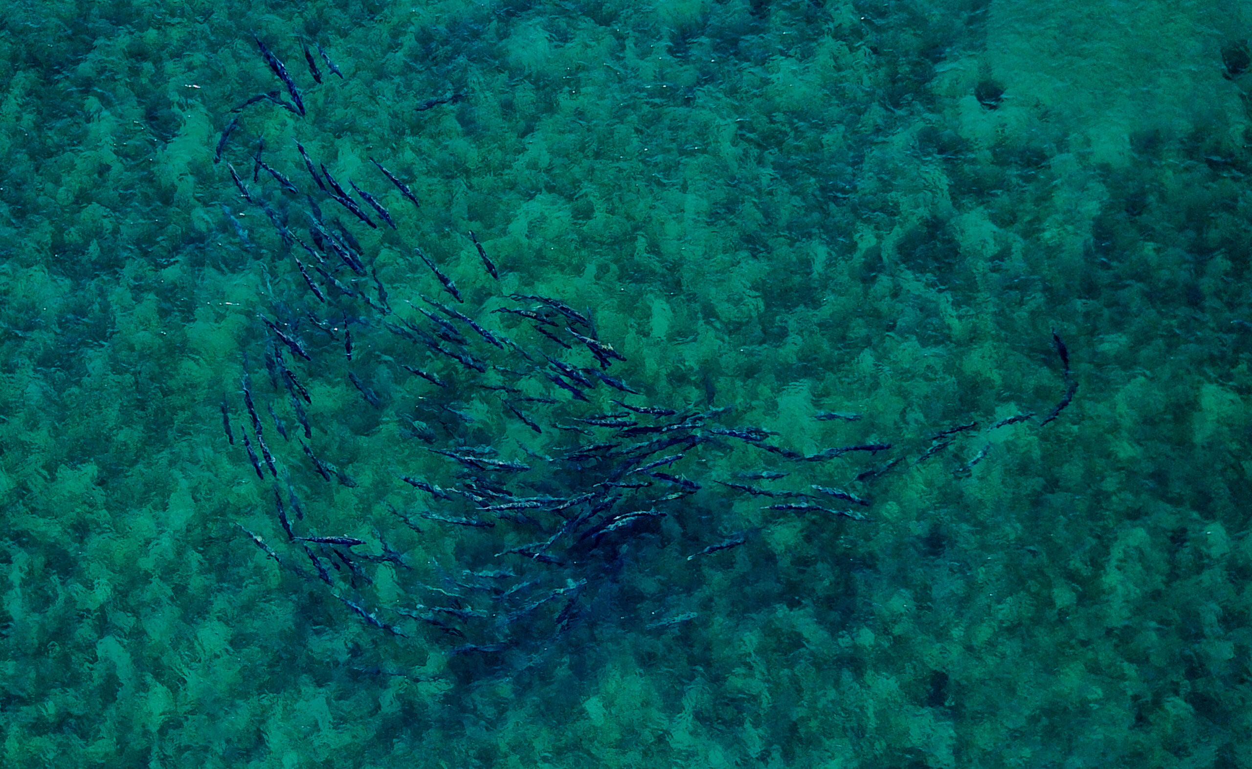 Silver Kings on the Move: Florida’s Spring & Summer Tarpon Migration
