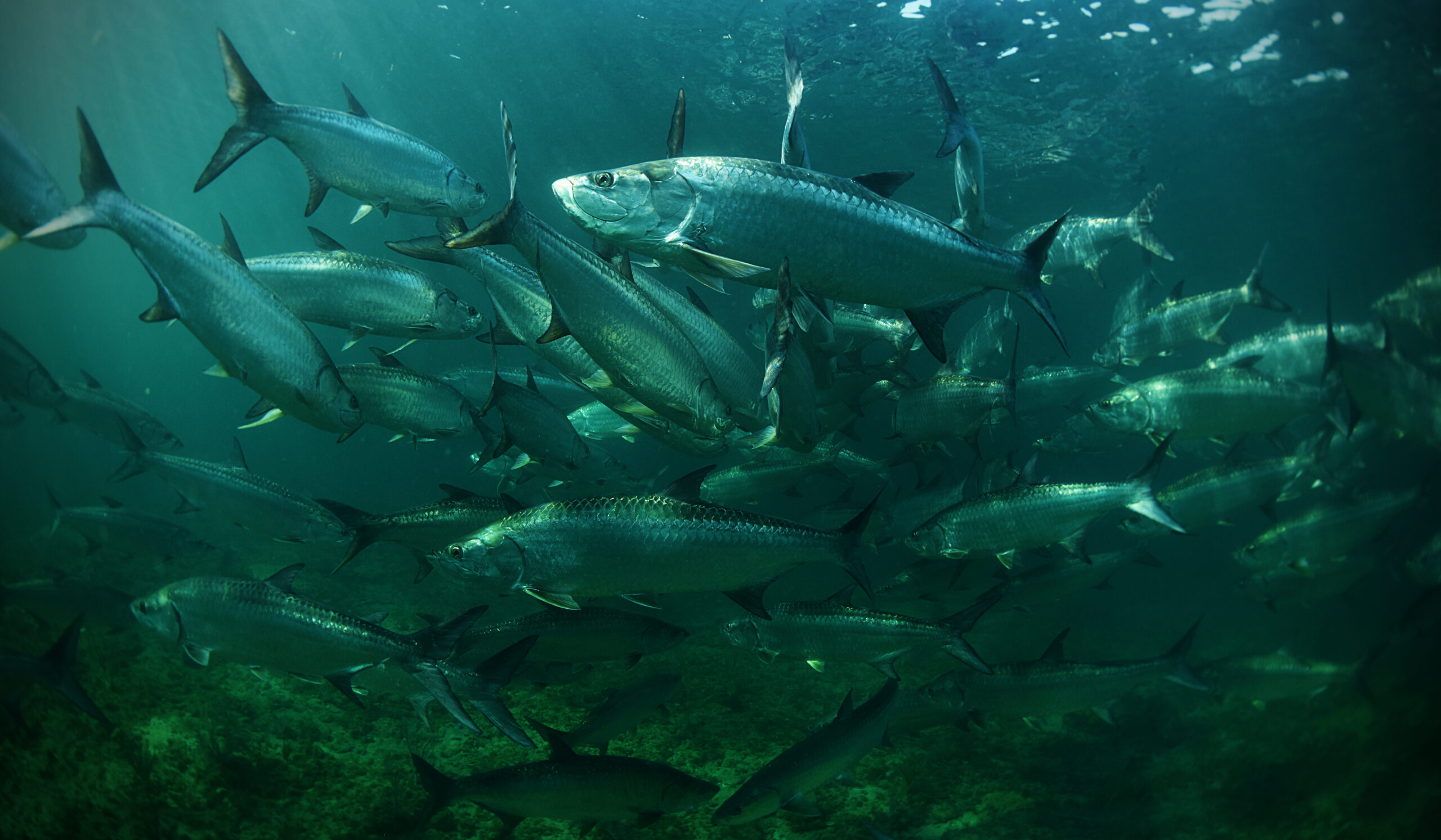 Silver Kings on the Move: Florida’s Spring & Summer Tarpon Migration