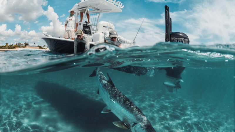 Silver Kings on the Move: Florida’s Spring & Summer Tarpon Migration