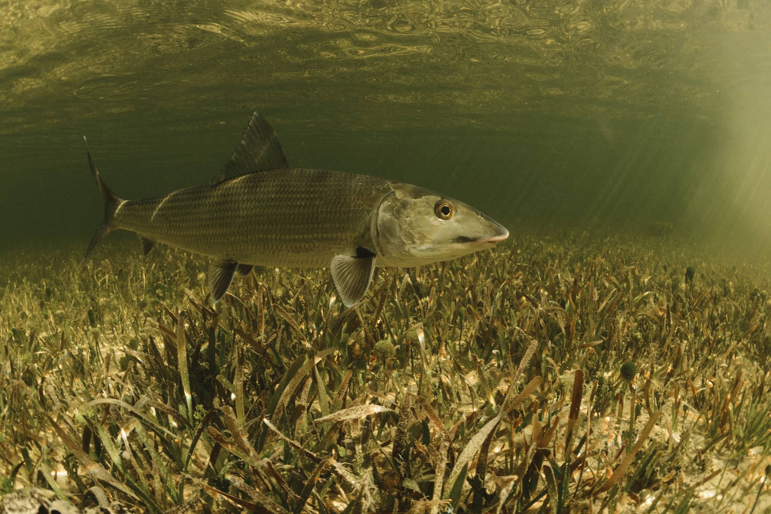 Florida Locks Down Bonefish Spawning Ground in Biscayne Bay