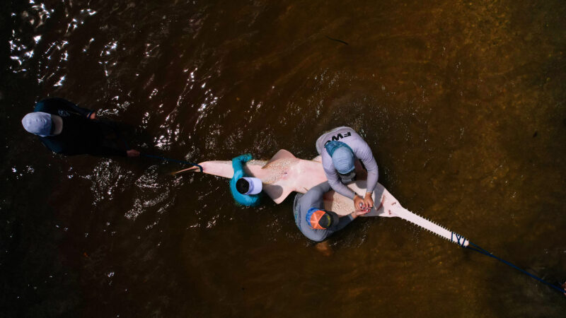 Tagging Sawfish in Stuart, Florida