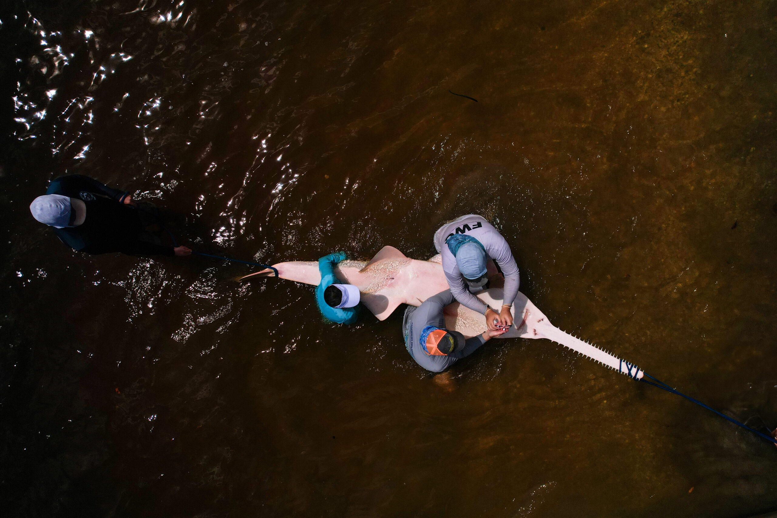 Dinosaurs in Shallow water