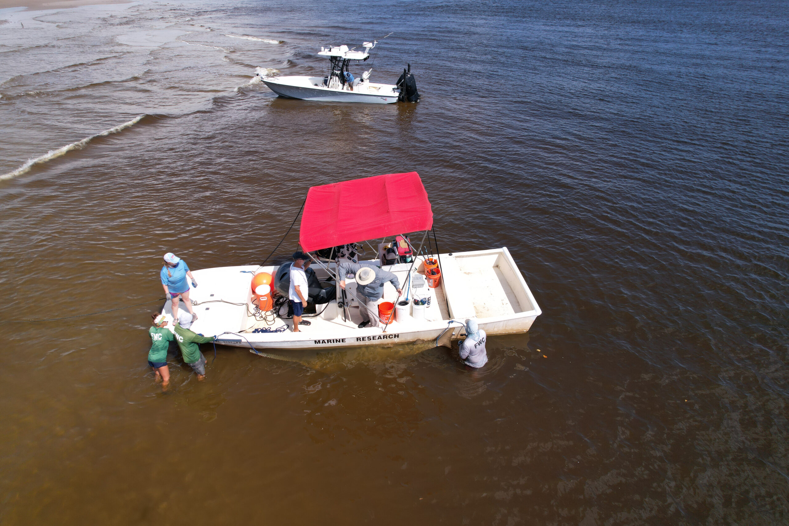 Tagging Sawfish in Stuart, Florida