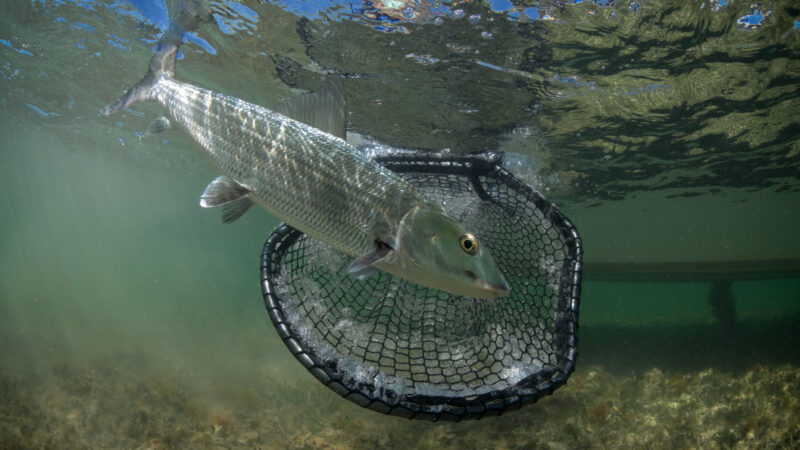 Florida Locks Down Bonefish Spawning Ground in Biscayne Bay