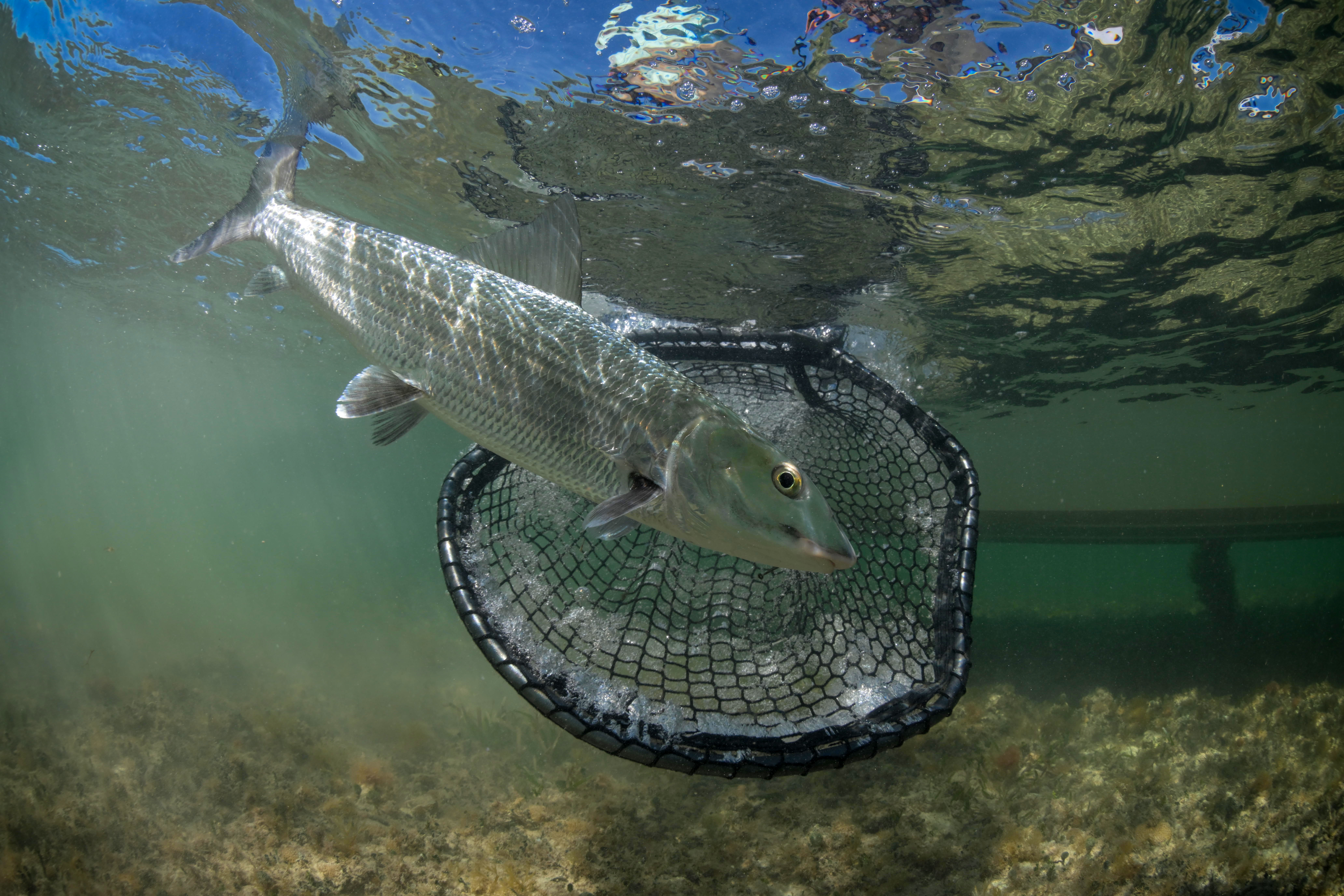 Florida Locks Down Bonefish Spawning Ground in Biscayne Bay