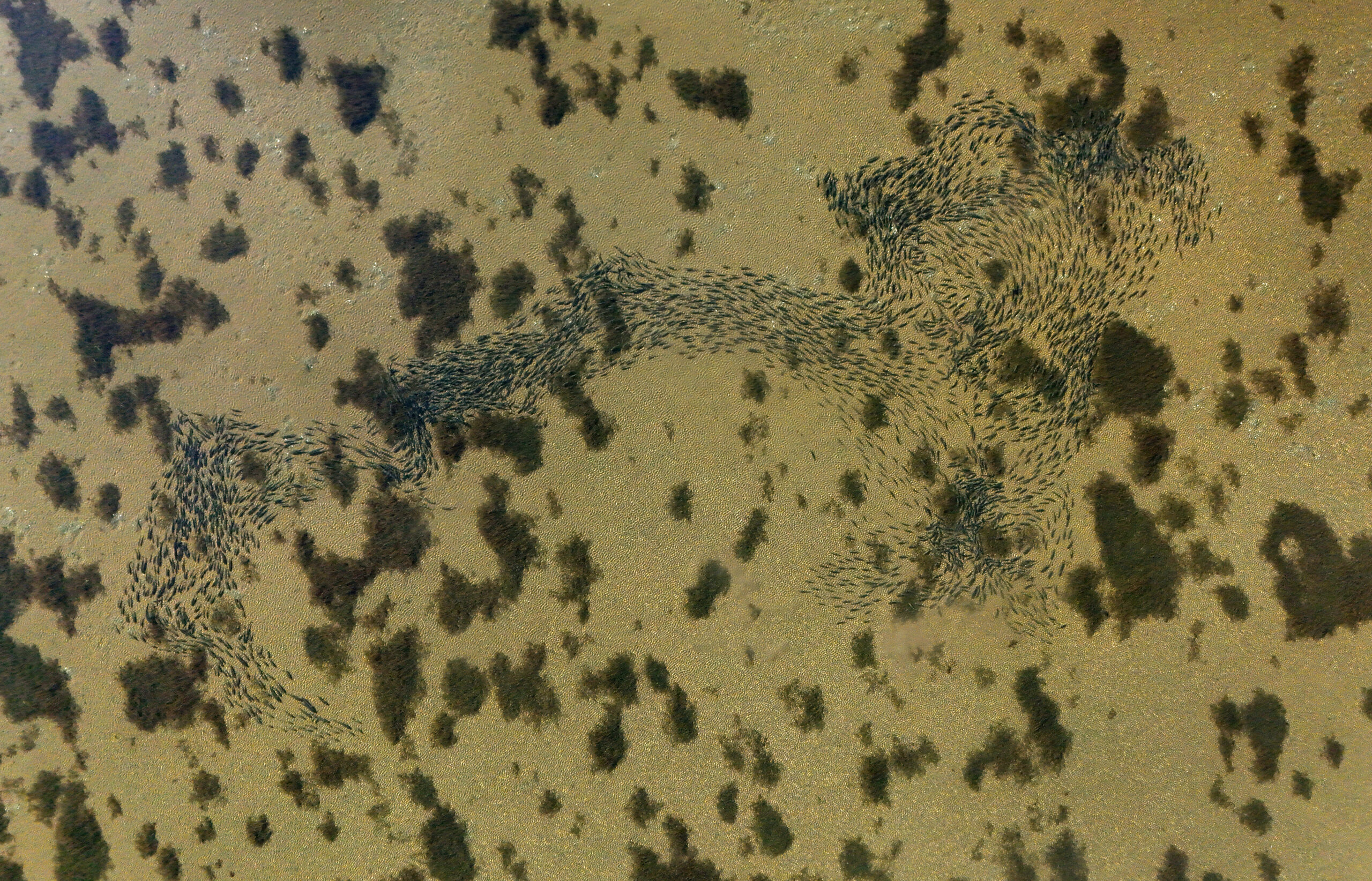 striped bass fishing Quebec