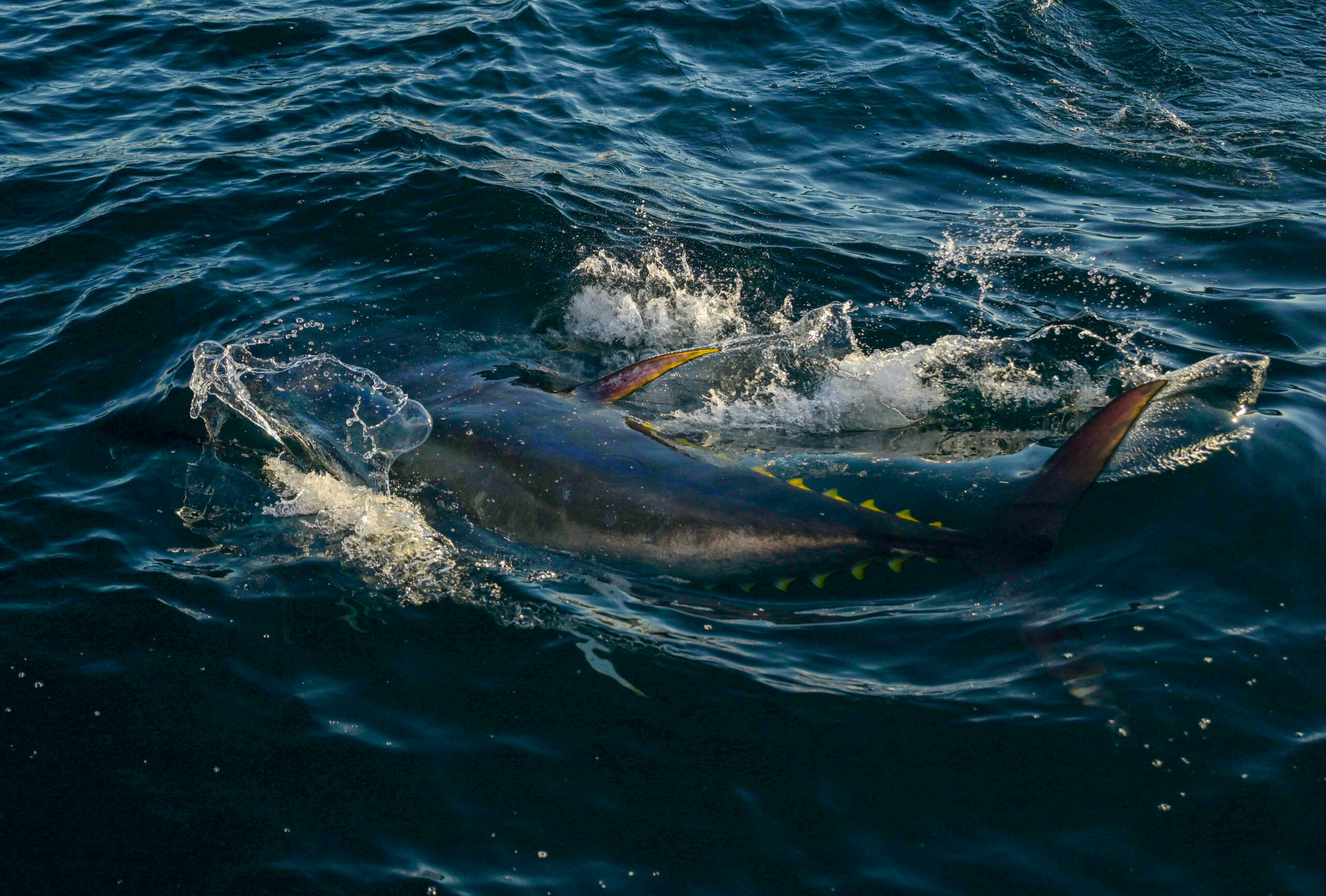 Nova Scotia Bluefin: Tagging Giants with TideBandits & Carter Andrews