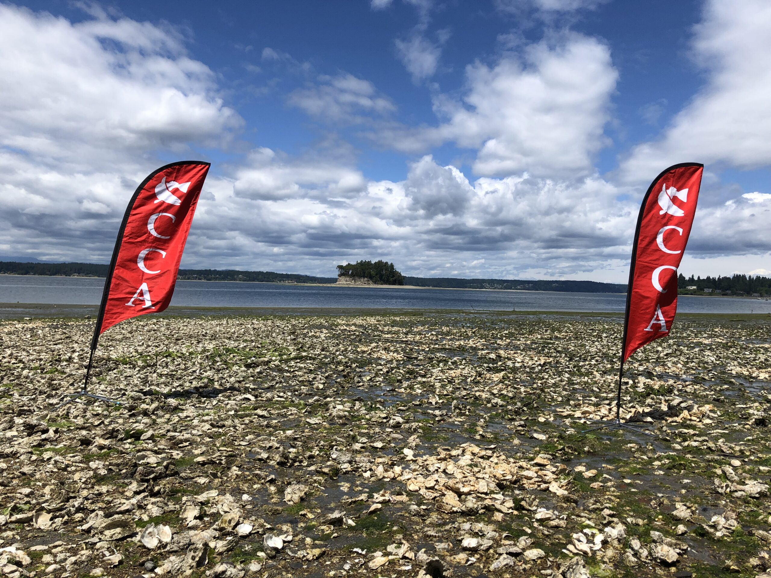 How CCA Washington and PSRF Are Restoring Puget Sound’s Native Oyster