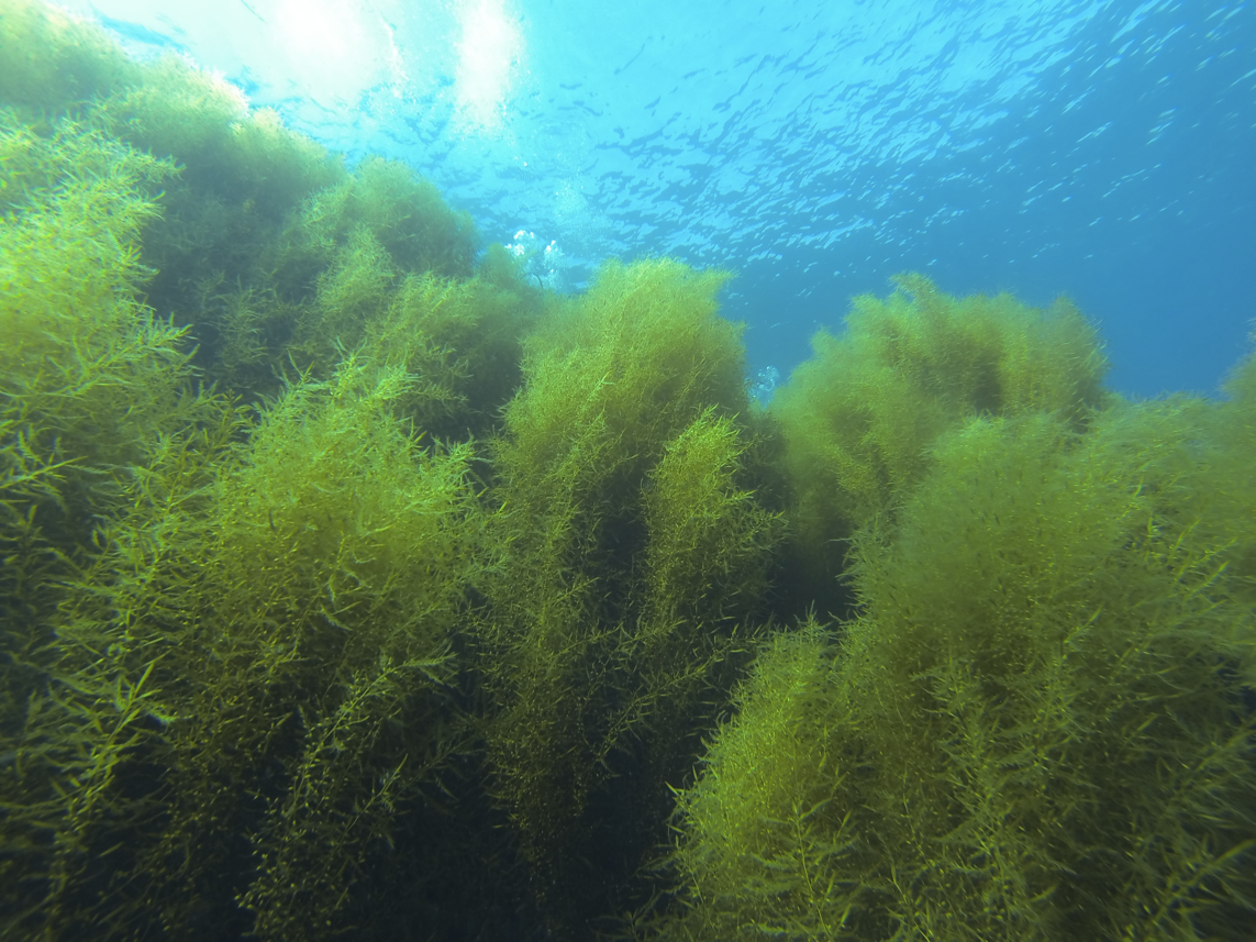 CCA California's Help the Kelp campaign aims to protect native kelp forests from the spread of invasive Devil Weed.