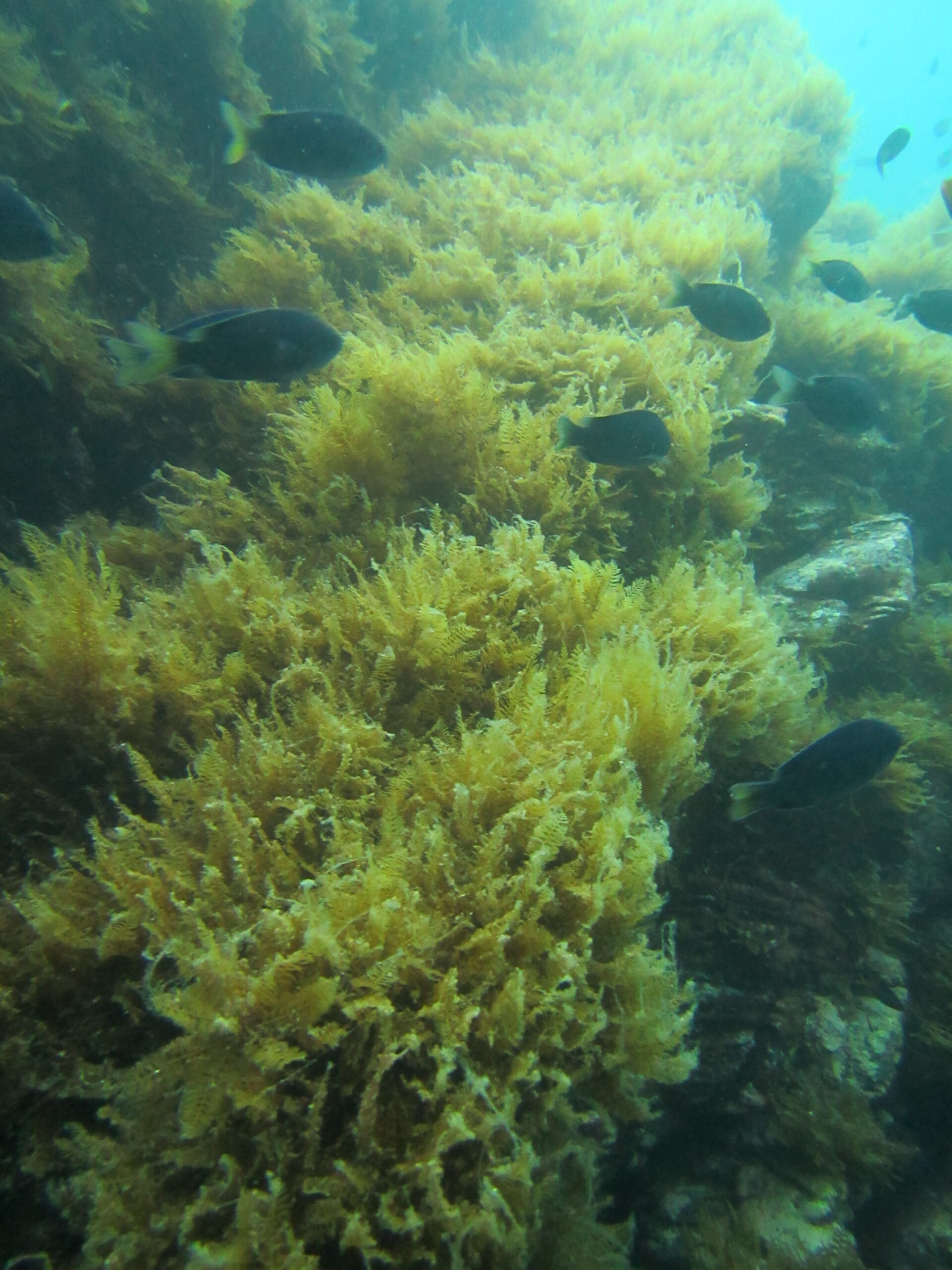 CCA California's Help the Kelp campaign aims to protect native kelp forests from the spread of invasive Devil Weed.
