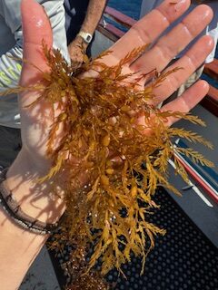 CCA California's Help the Kelp campaign aims to protect native kelp forests from the spread of invasive Devil Weed.