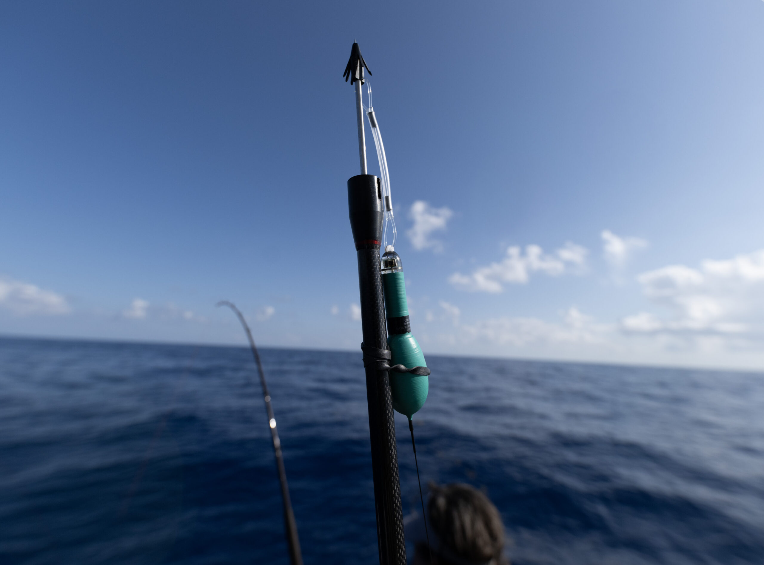 South Texas blue marlin satellite tagging