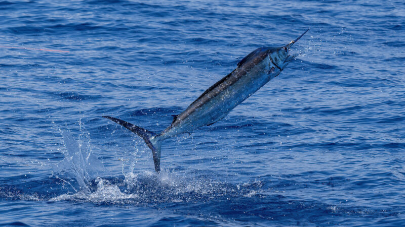 South Padre Island’s offshore FADs produced six blue marlin, two whites and a sailfish in one day—revealing one of America’s best-kept secrets.