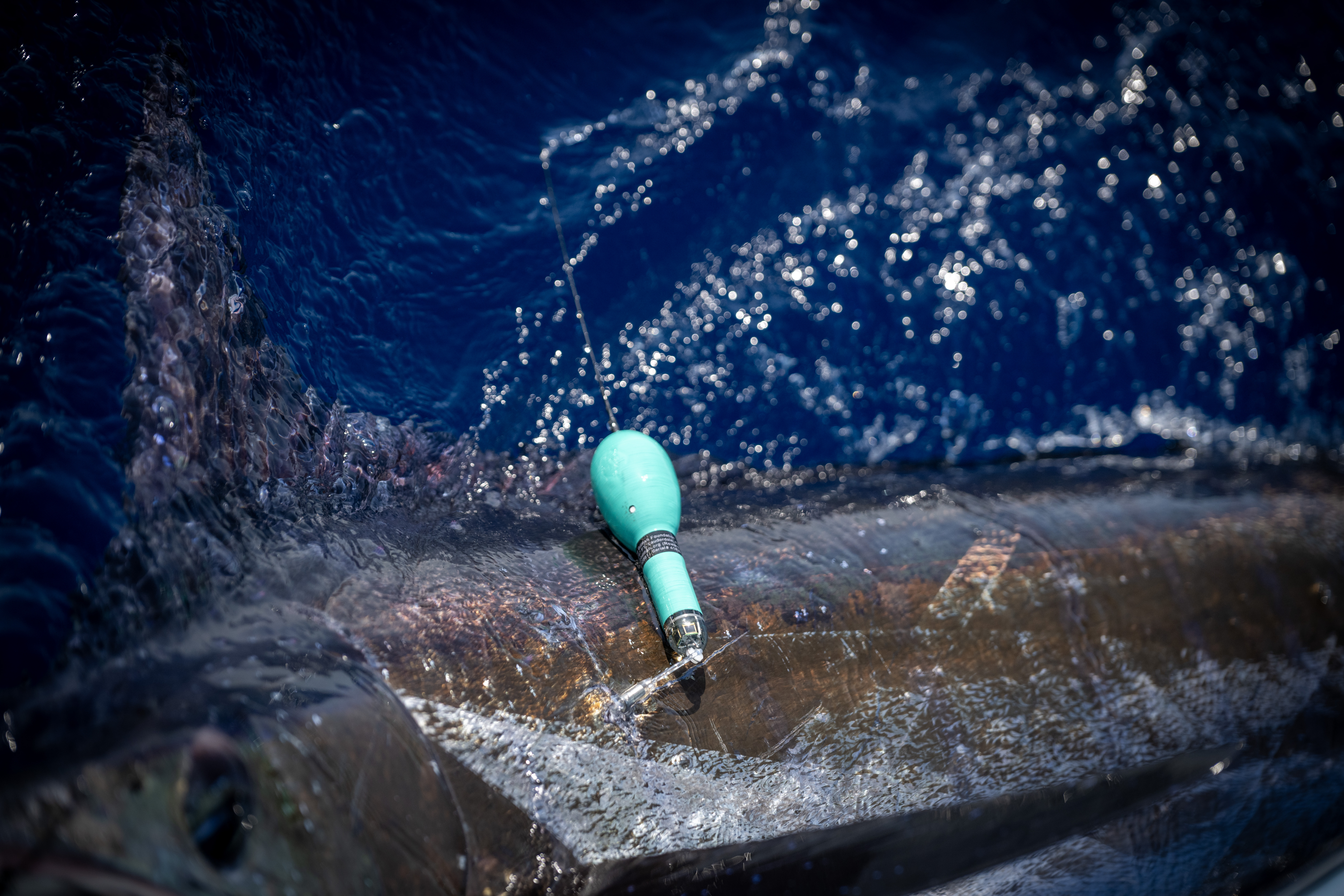 South Texas blue marlin satellite tagging