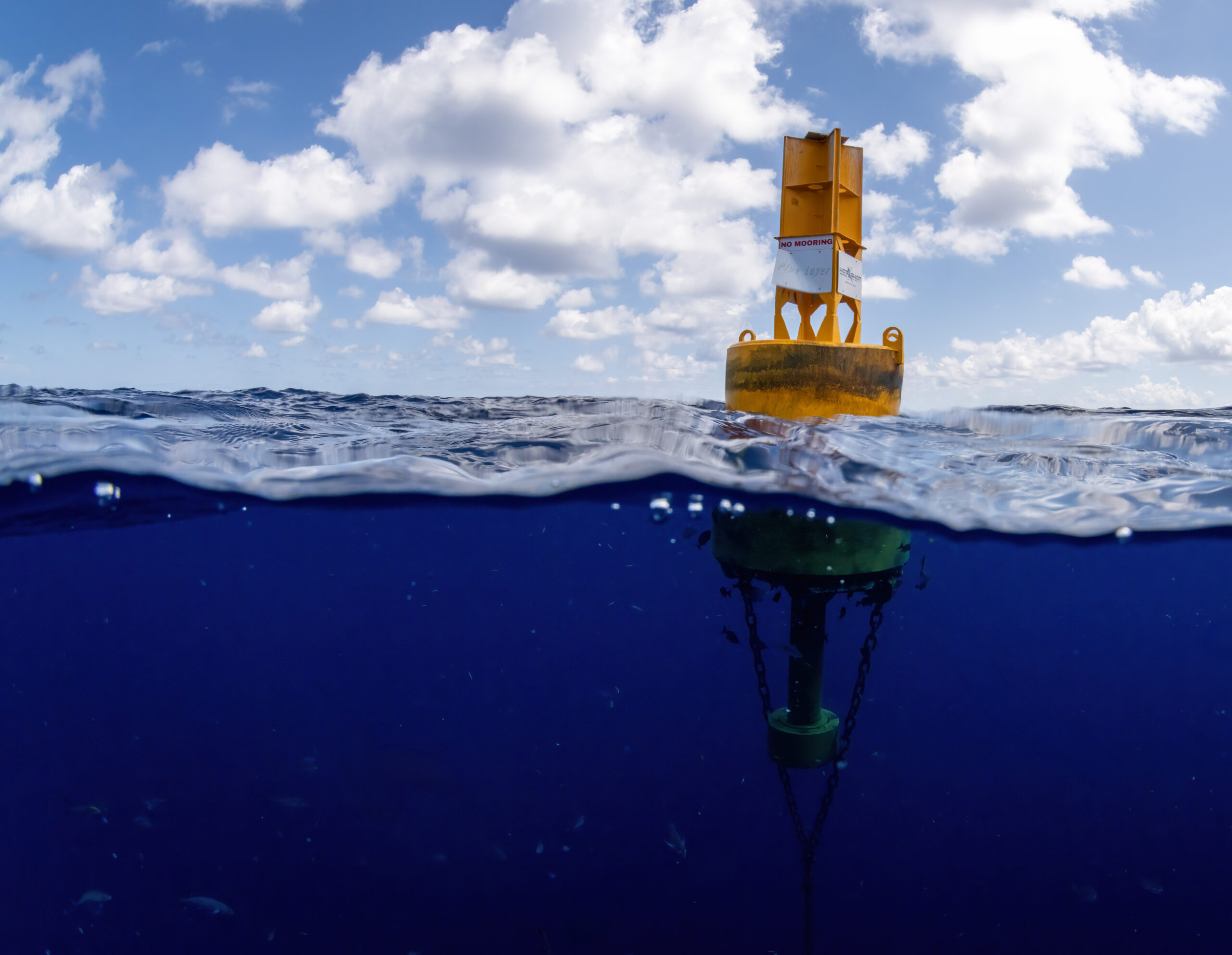 South Texas blue marlin satellite tagging
